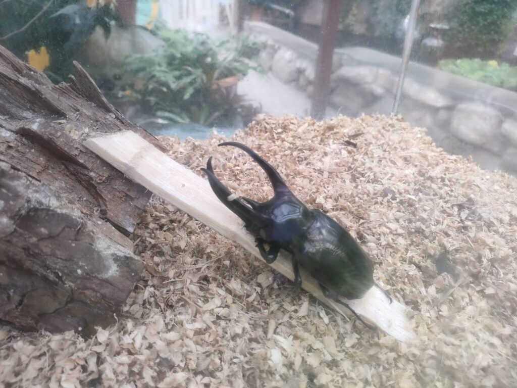 コーカサスオオカブト