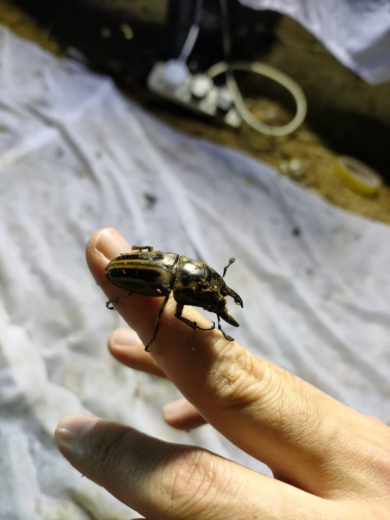 クワガタムシ（種は分かりません）