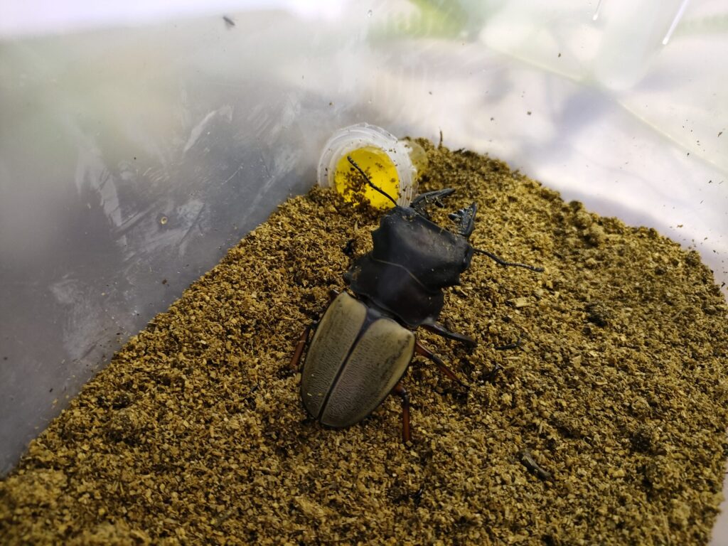 フィモラリスツヤクワガタ