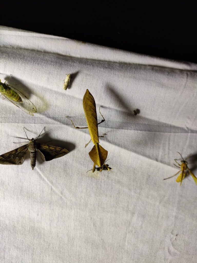 カレハカマキリ