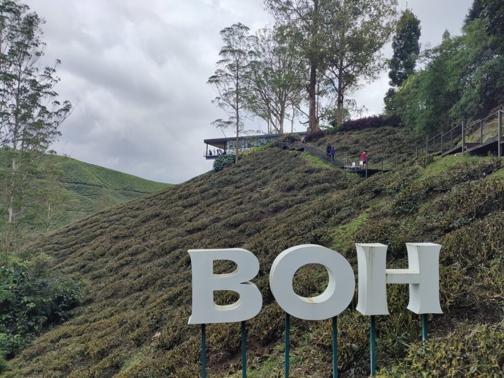 BOH TEA農園